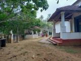 Daana pro Ct. Tinnu