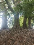 Wish trees
